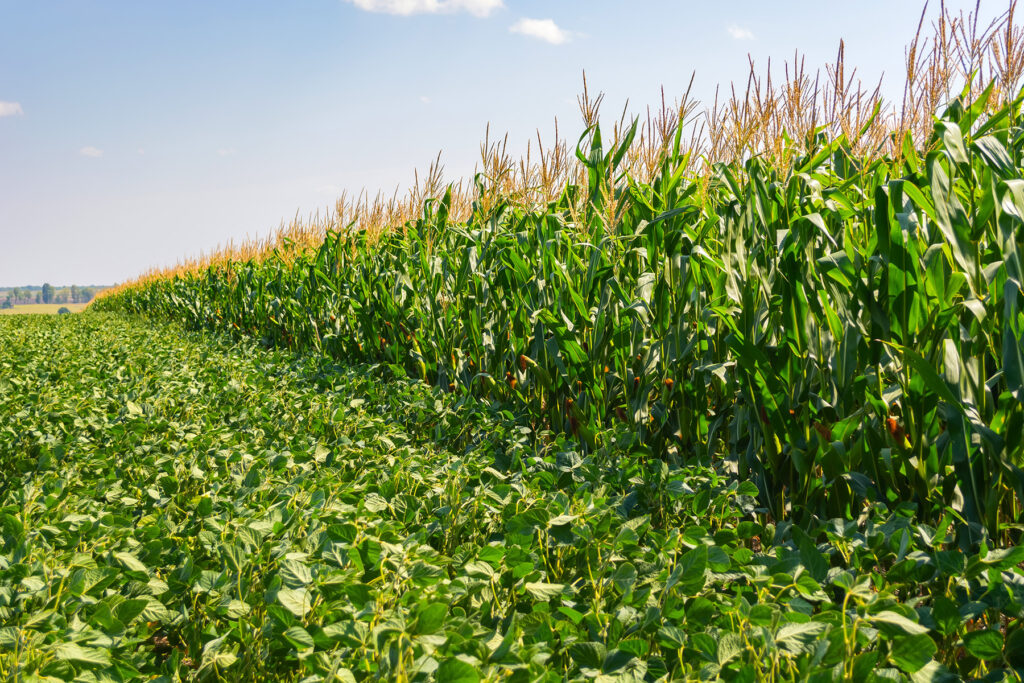 soy-bean-corn-field-crookston